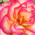 Różowo - biały - Róża pnąca climber - Harlekin®